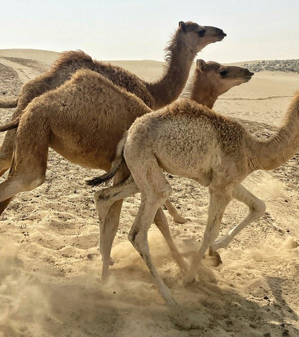 Découvrez la botte le chameau : tradition et qualité intemporelle